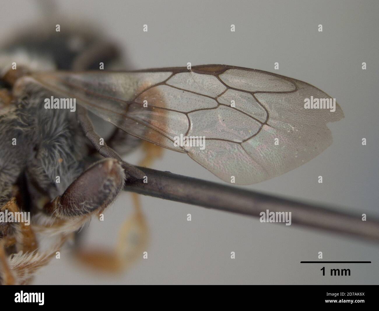 Pinned, Ban Maa Hia, Siam, Thailand, Megachile nematocera Cockerell
