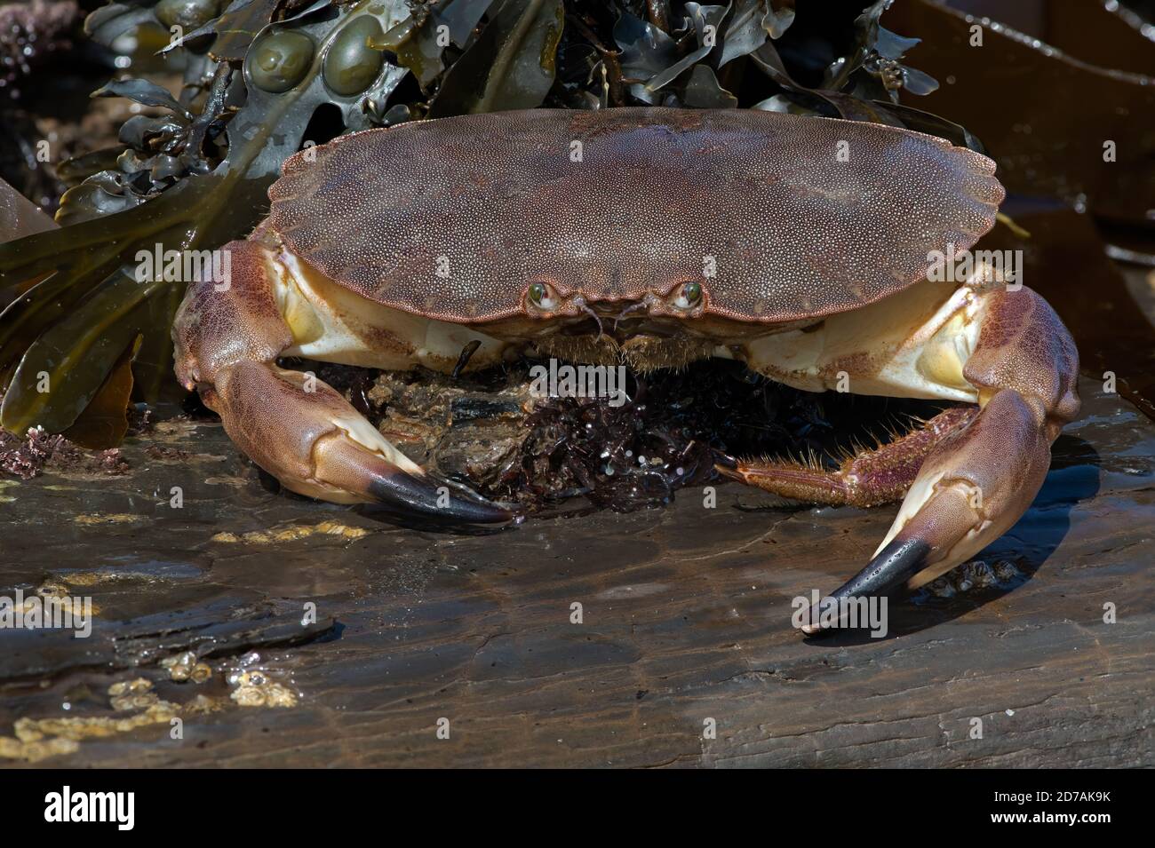 Brown Crab (Cancer Pagurus), 54 individuelle Bilder mit 1:1-Vergrößerung, gestapelt, um immense Details und Schärfentiefe während der Aufnahme zu liefern Stockfoto