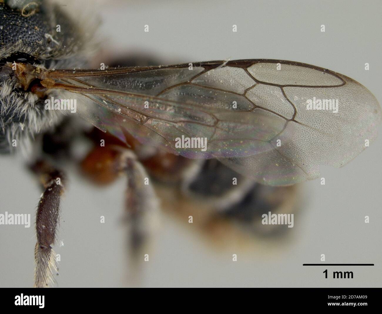 Chelostoma australis cockerell Fotos und Bildmaterial in hoher