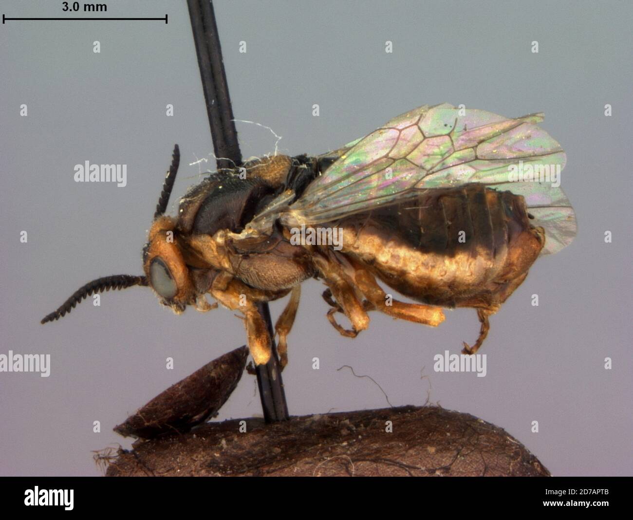 Lake Tomahawk, Oneida, Wisconsin, Vereinigte Staaten, Neodiprion eximina Rohwer, 1921, Animalia, Arthropoda, Insecta, Hymenoptera, Symphyta, Diprionidae Stockfoto