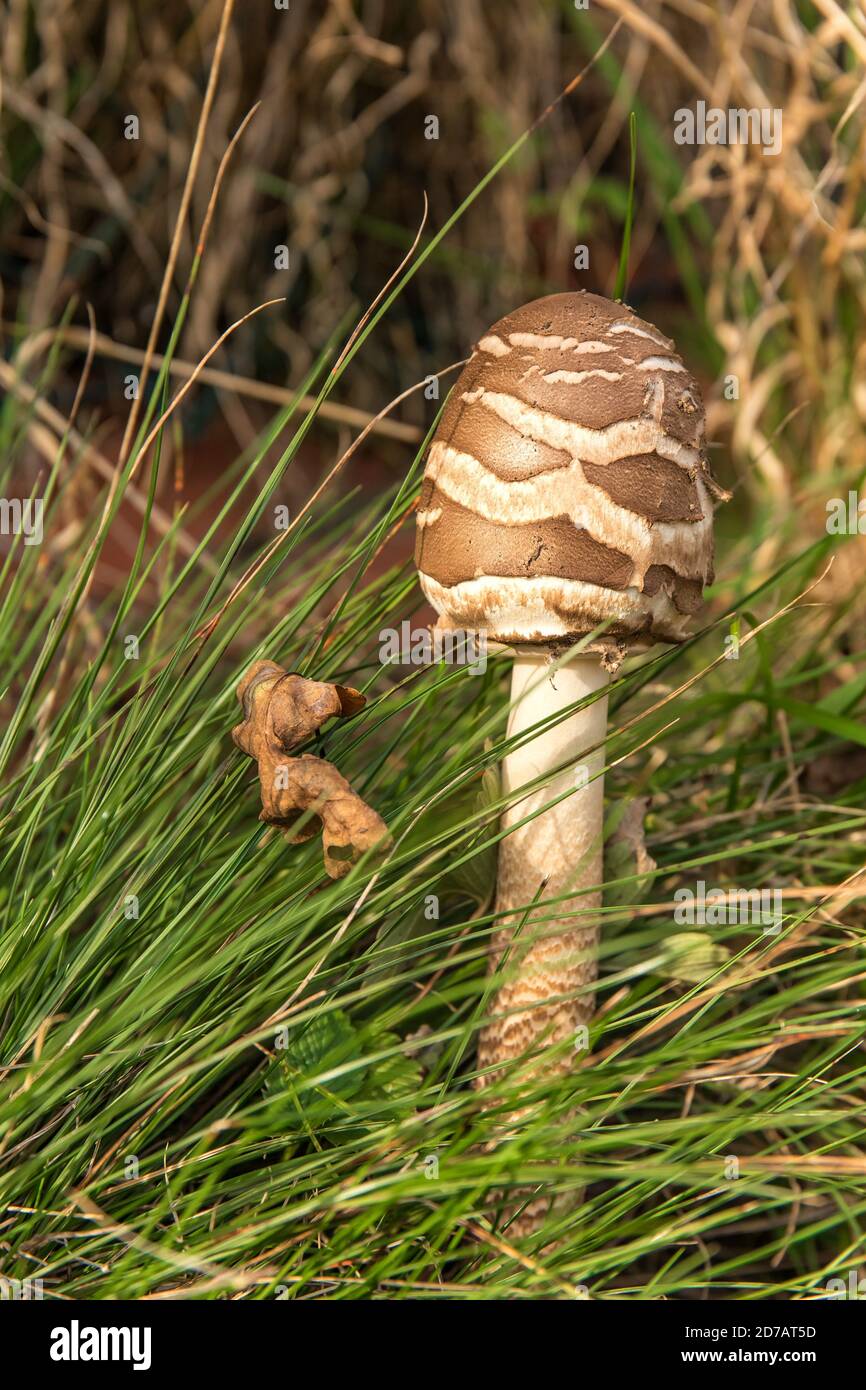 Die Sonnenpilze (Macrolepiota procera). Essbare Pilze auf der Wiese. Detailansicht. Stockfoto