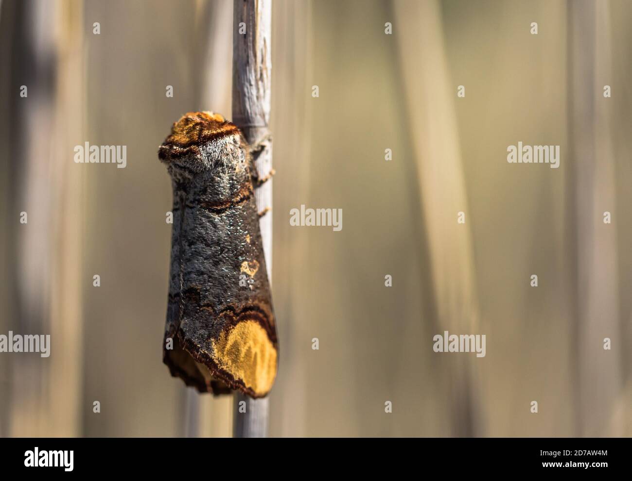 Buff-Tipp Stockfoto