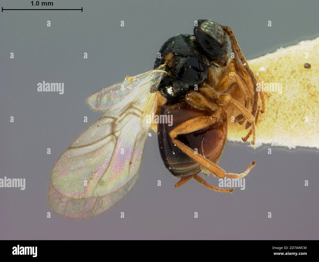 East Falls Church, Arlington, Virginia, Vereinigte Staaten, Synophromorpha terracola Weld, 1952, Animalia, Arthropoda, Insecta, Hymenoptera, Cynicidae Stockfoto