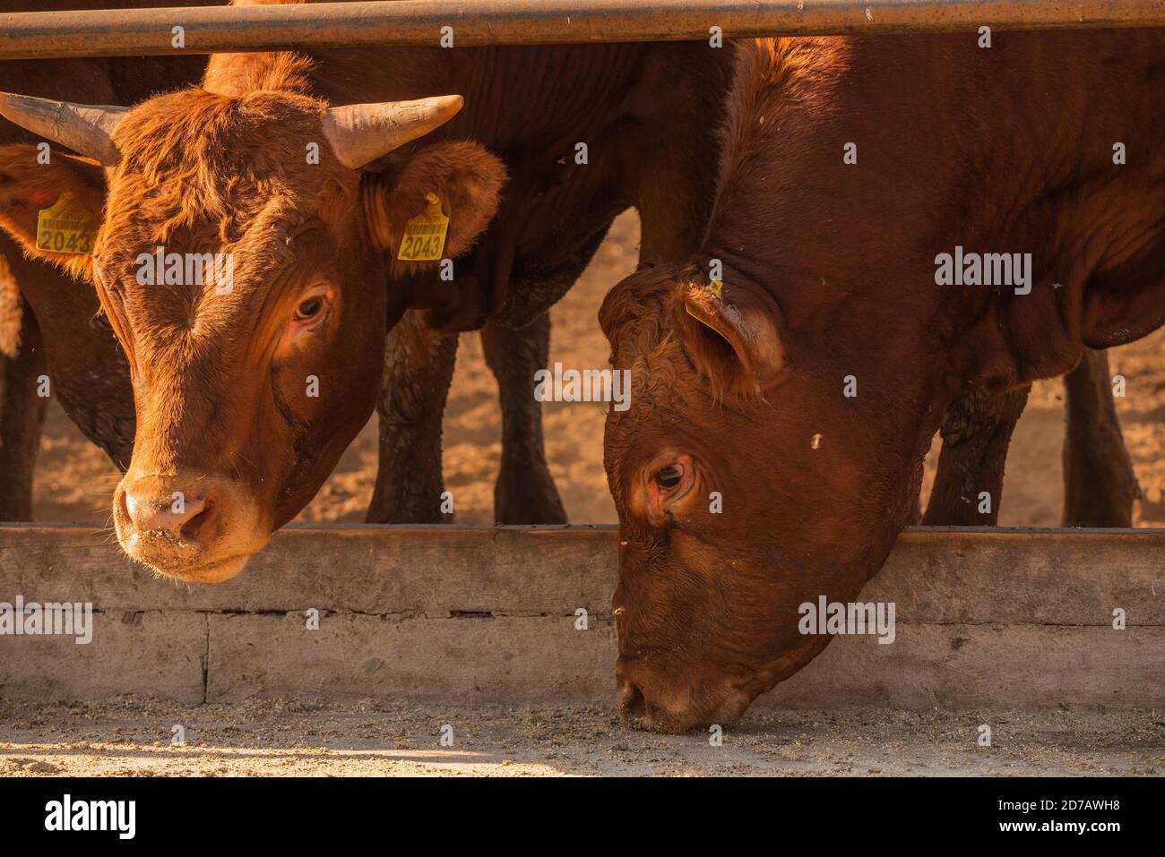 Limousin bull in field -Fotos und -Bildmaterial in hoher Auflösung – Alamy