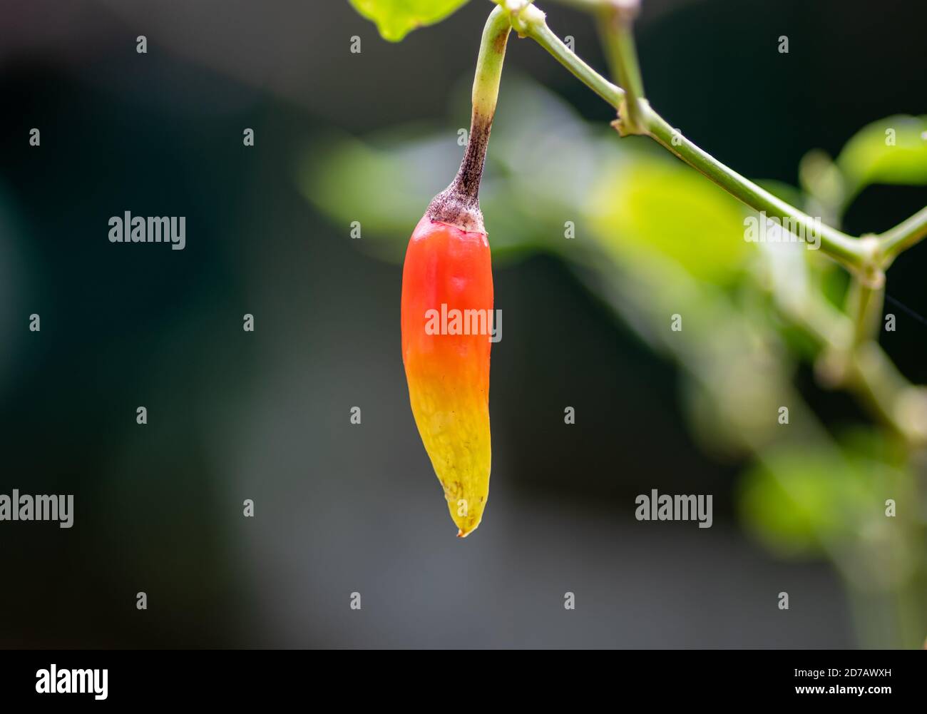 Bunte Vogel Chili Nahaufnahme bereit zu reifen Nahaufnahme Makro Stockfoto