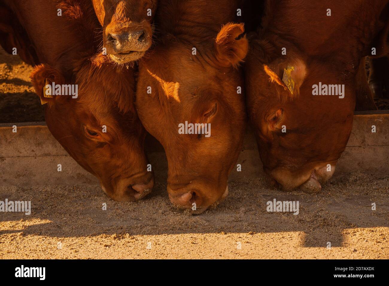 Limousin bull in field -Fotos und -Bildmaterial in hoher Auflösung – Alamy