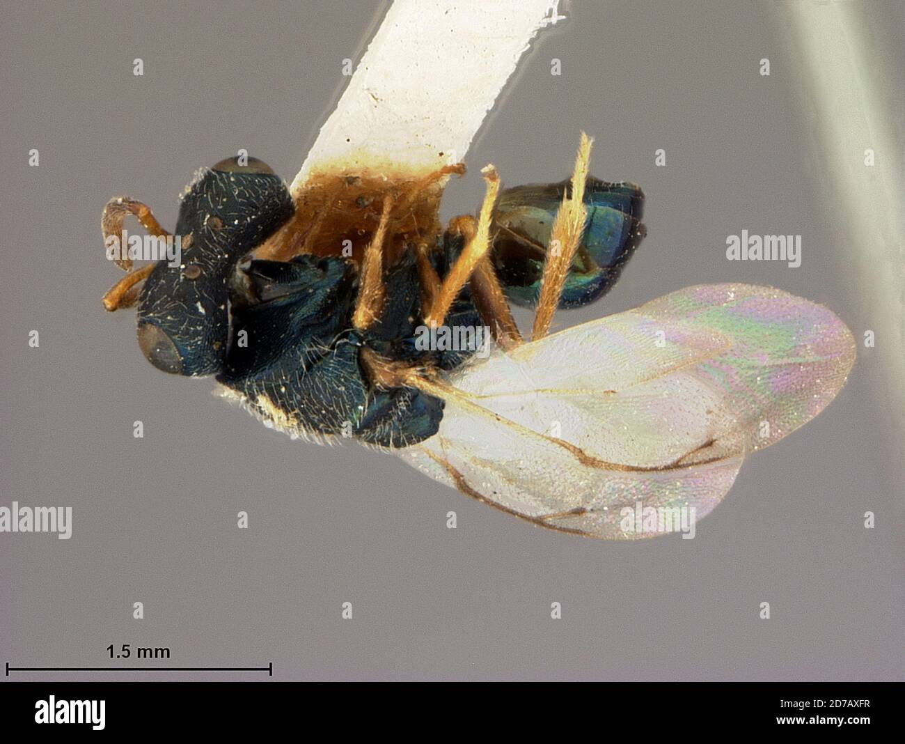 Hakone, Ashigarashimo District, Kanagawa Prefecture, Japan