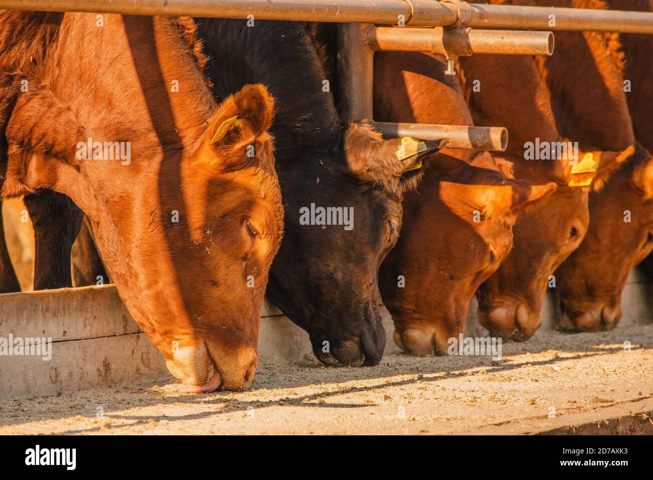 Limousin bull in field -Fotos und -Bildmaterial in hoher Auflösung – Alamy