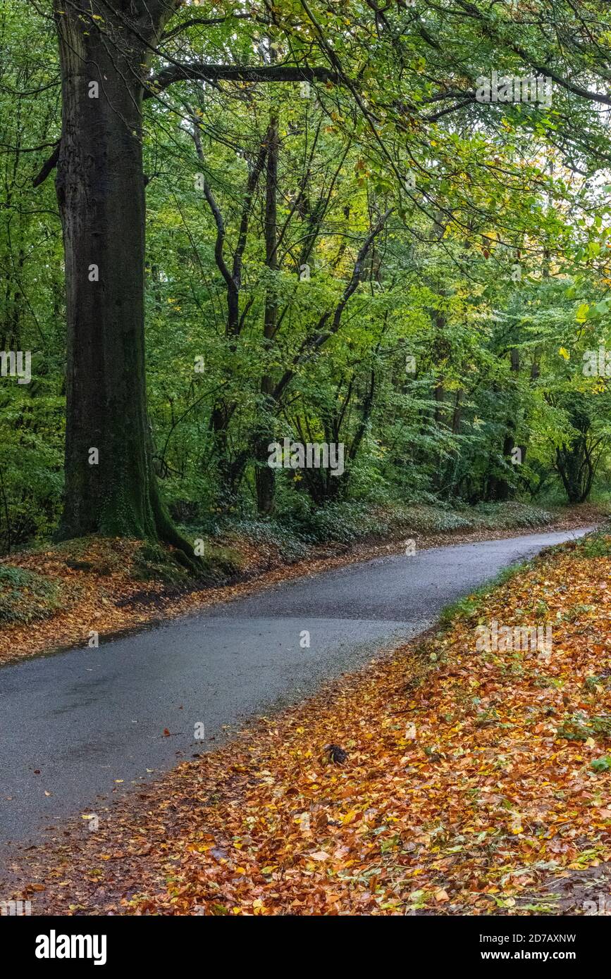 Eine Landstraße, die in der englischen Herbstsaison durch Herbstwälder führt, mit einem Teppich aus Herbstlaub auf beiden Seiten der Straße. Stockfoto