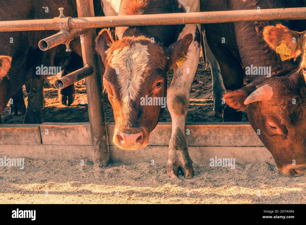 Limousin bull in field -Fotos und -Bildmaterial in hoher Auflösung – Alamy