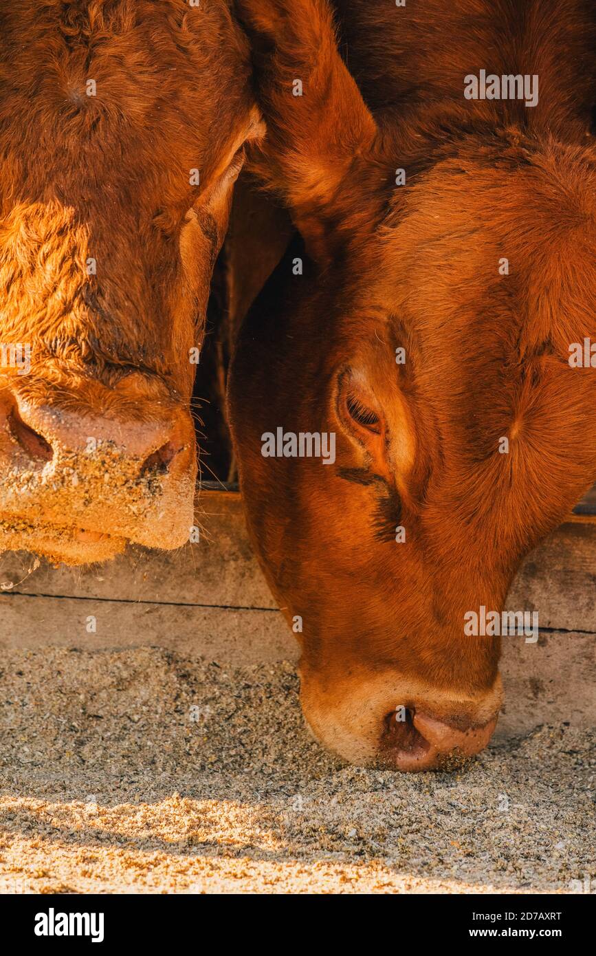 Limousin bulls -Fotos und -Bildmaterial in hoher Auflösung – Alamy