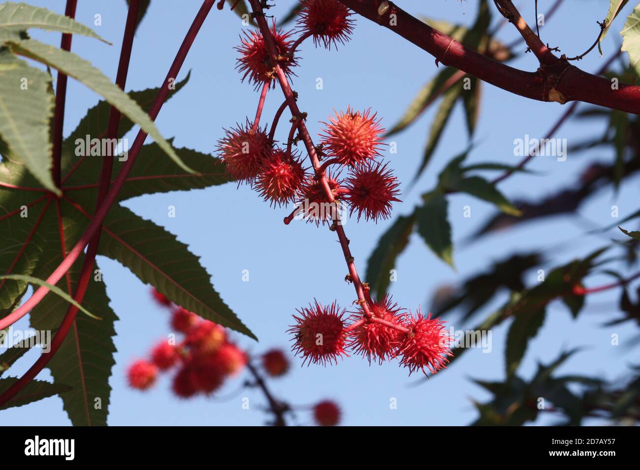 Rambutan Frucht wächst auf Baum - Nephelium lappaceum Stockfoto