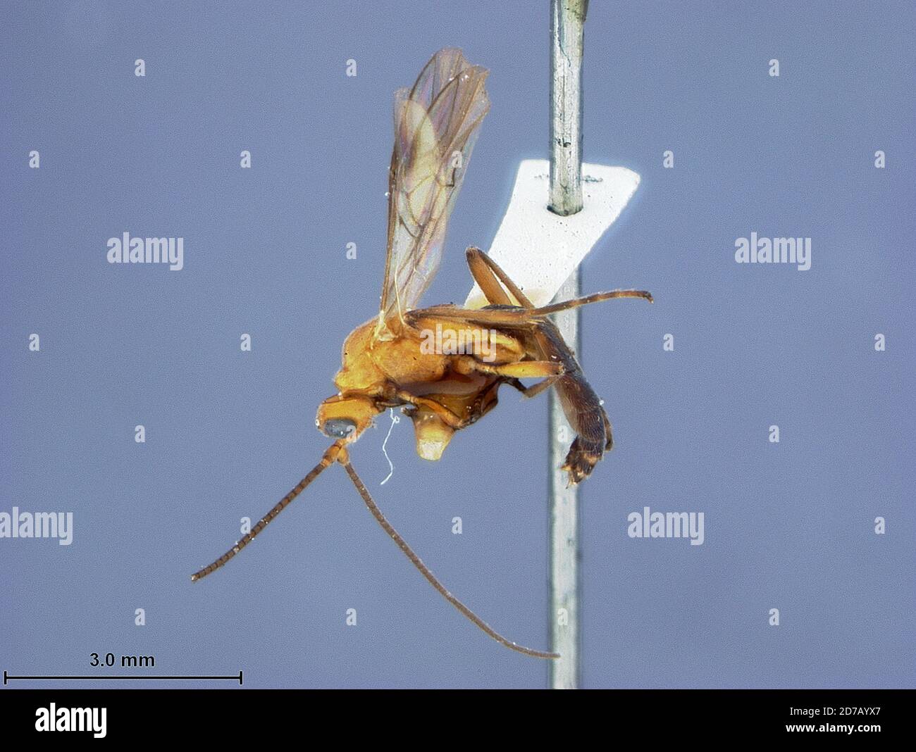 Rogas melanosoma aschenkopf Fotos und Bildmaterial in hoher Auflösung