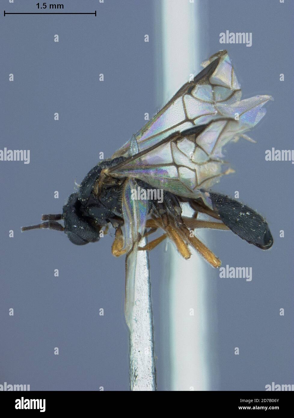 Popof Island, Aleutians East, Alaska, United States, Ichneutes popoffensis Ashmead, Animalia, Arthropoda, Insecta, Hymenoptera, Braconidae Stockfoto