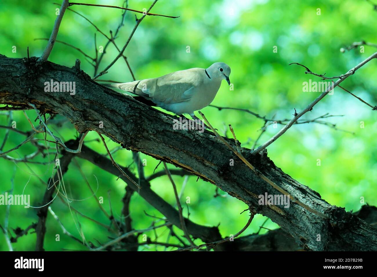 Taube Mit Eurasischem Kragen (Streptopelia Decaocto) Stockfoto