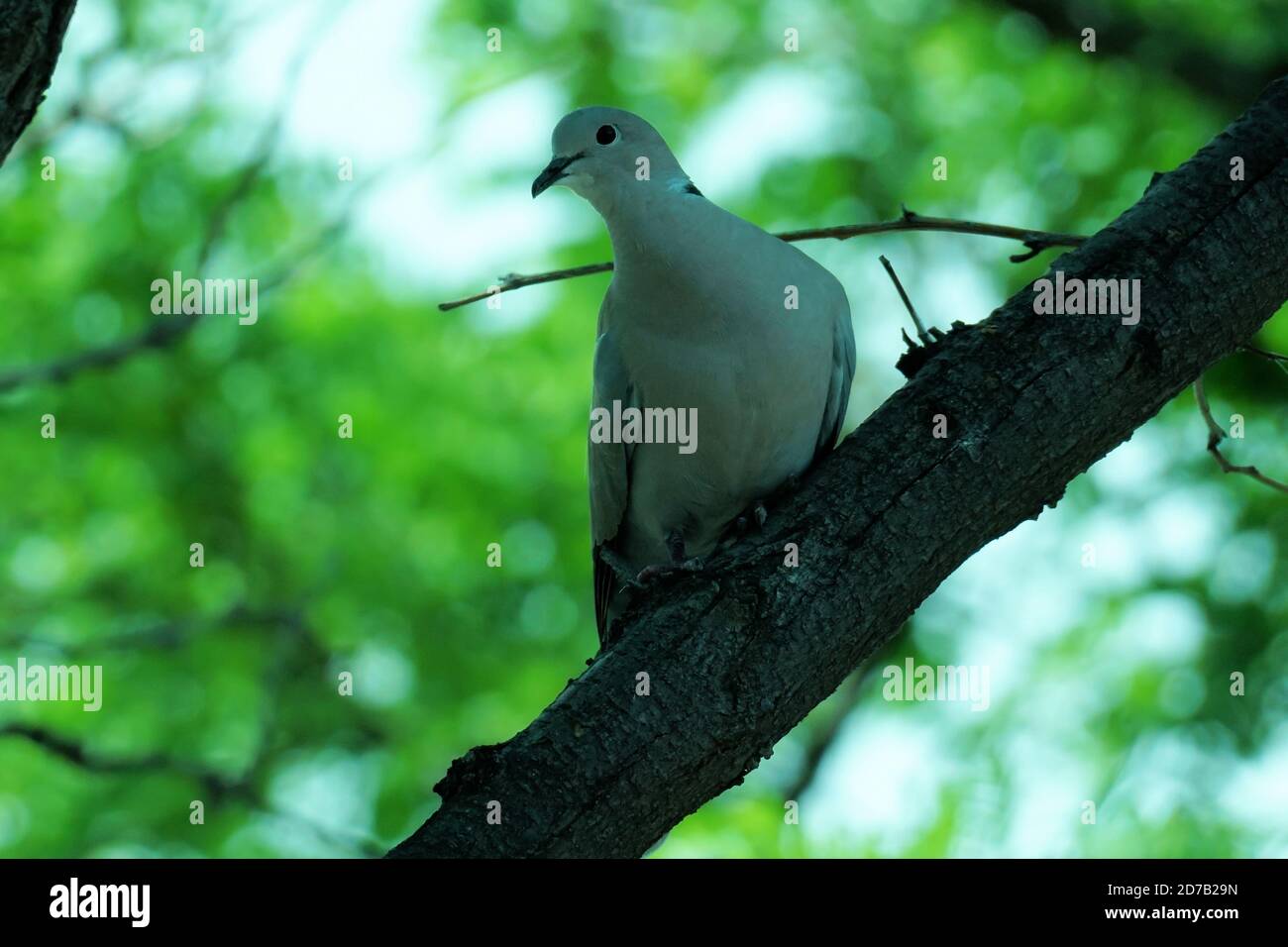 Taube Mit Eurasischem Kragen (Streptopelia Decaocto) Stockfoto