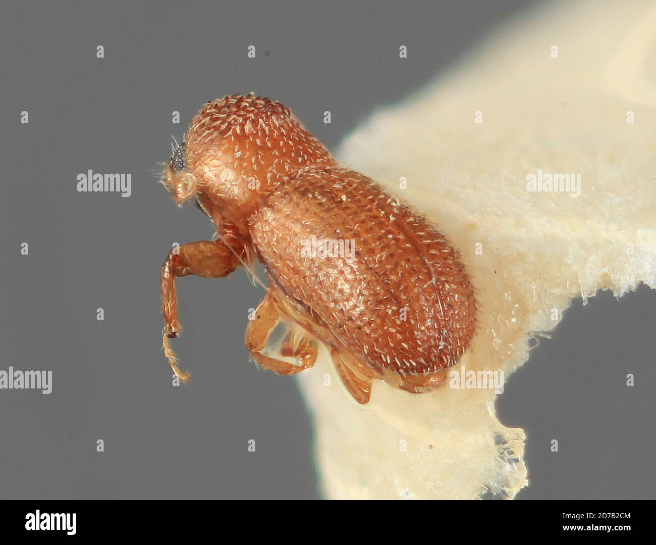 Pseudothysanoes mandibularis holz Fotos und Bildmaterial in hoher