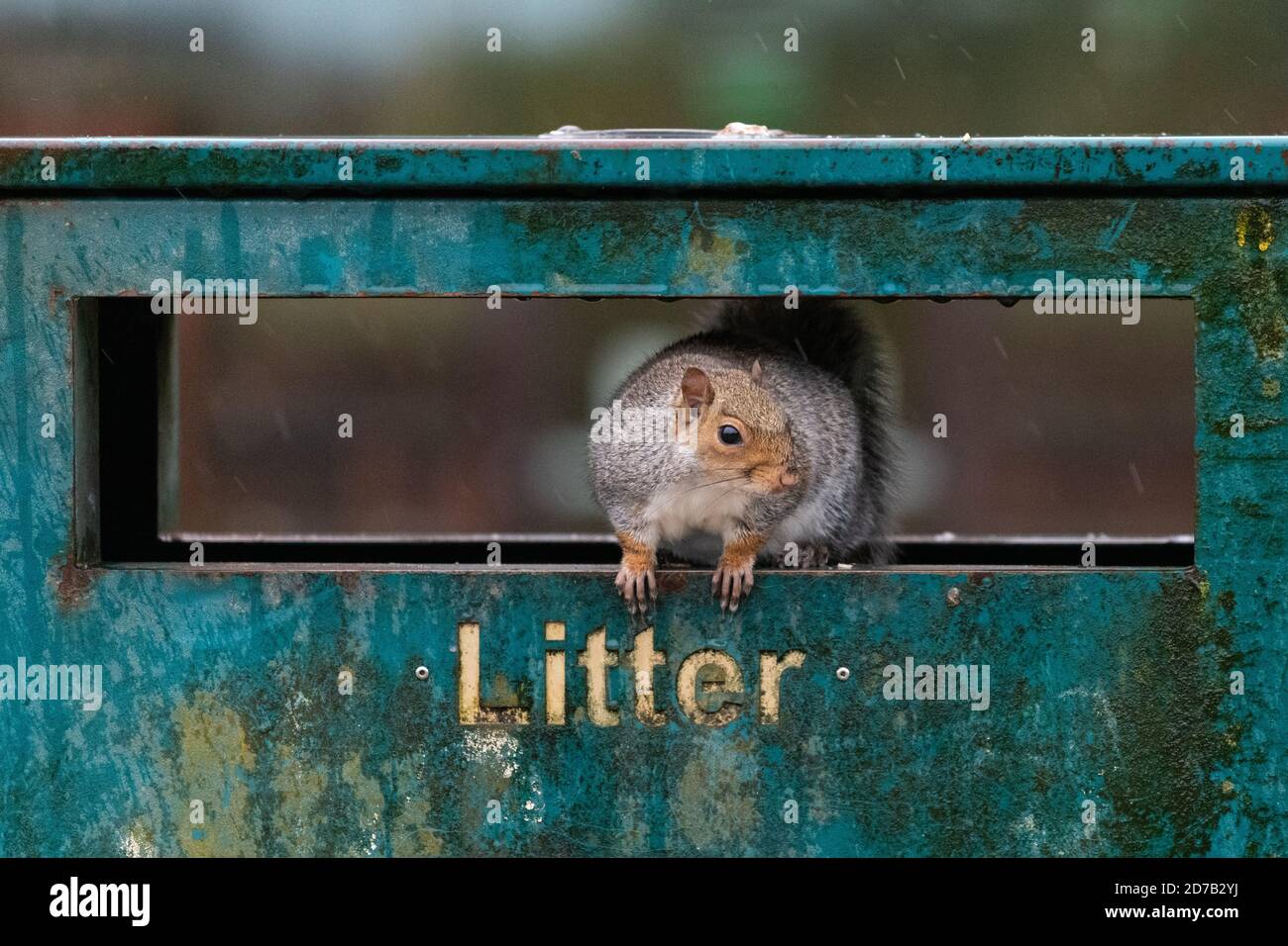 Graues Eichhörnchen Sciurus carolinensis im Abfalleimer auf der Suche nach Nahrung außerhalb Kelvingrove Art Gallery and Museum, Glasgow, Schottland, UK Stockfoto