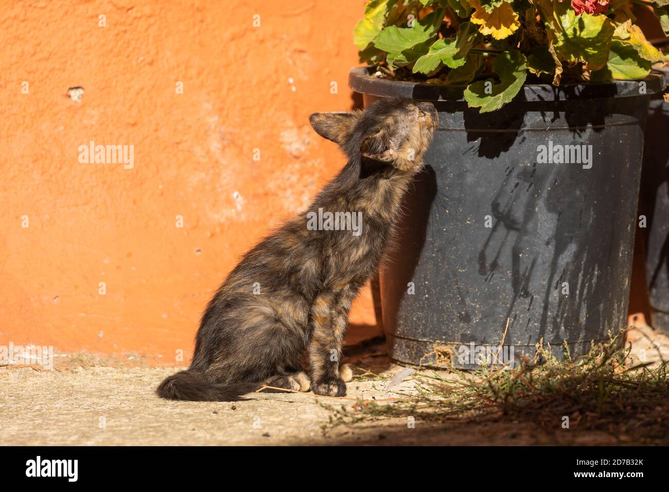 Eine kleine streunende Katze schnüffelt einen Blumentopf in der kleinen Stadt Erze, Aragon, Spanien. Stockfoto