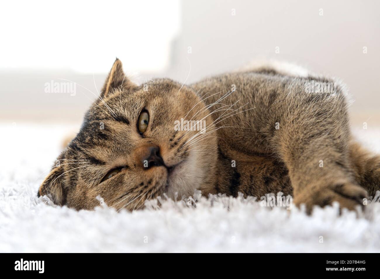 Schottische Faltenkatze liegt auf einem leichten flauschigen Teppich Stockfoto