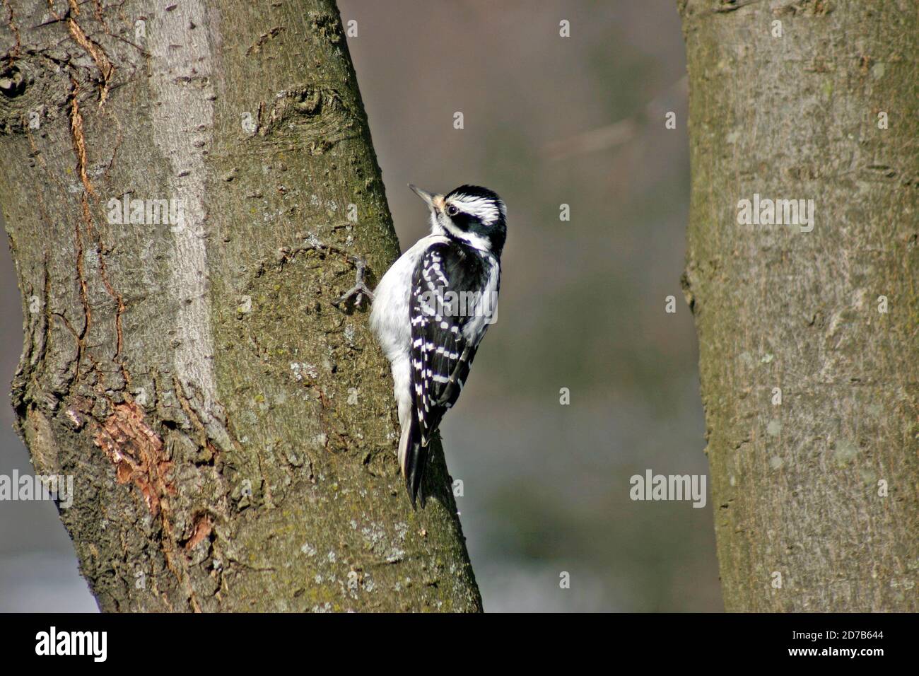 Ein weiblicher Flaumspecht (Picoides pubescens), der sich im Winter an die Rinde eines Ahornbaums im Hinterhof festklammert Stockfoto Ein weiblicher Flaumspecht (Picoides pubescens), der sich im Winter an die Rinde eines Ahornbaums im Hinterhof festklammert Stockfoto
