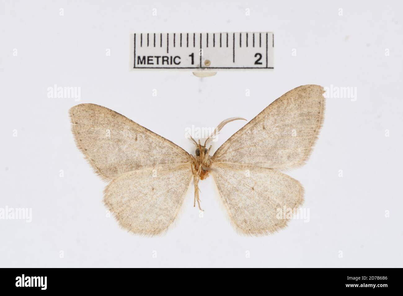 Pinned, Jemez Springs, Sandoval, New Mexico, United States, Melanolophia centralis McDunnough, 1920, Animalia, Arthropoda, Insecta, Lepidoptera, Geometridae, Ennominae Stockfoto