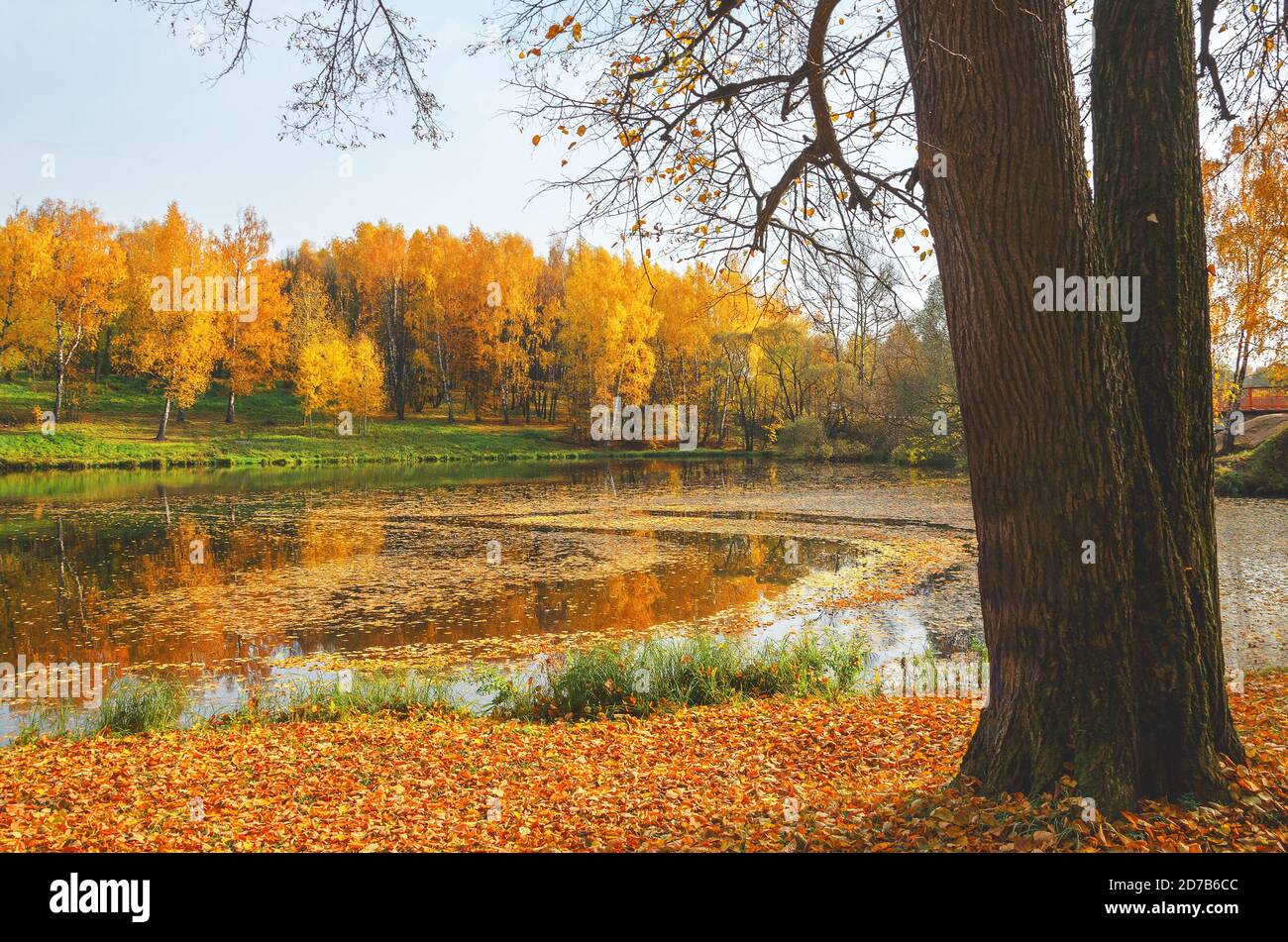 Herbstlandschaft mit See und Bäumen im Park im oktober Abend Stockfoto