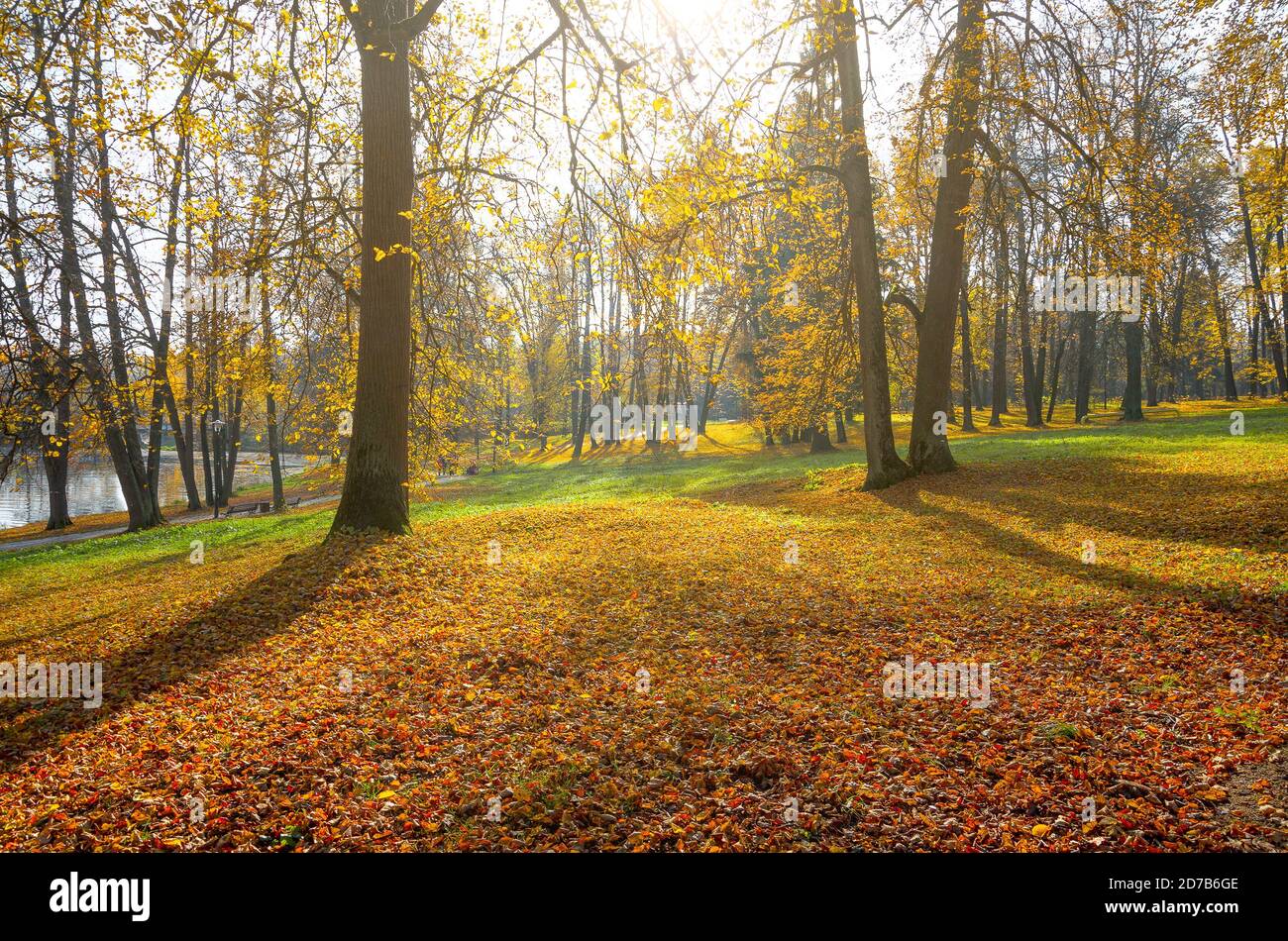 Sonnige Herbstszene mit Land bedeckt von orangefarbenen und roten Blättern im leeren Park. Stockfoto