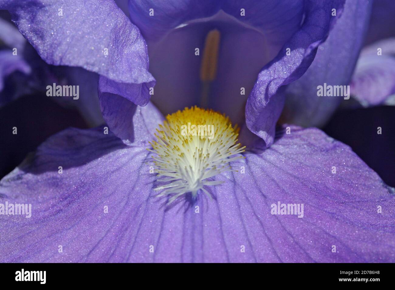 Extreme Nahaufnahme einer deutschen bärtigen Iris (Iris x germanica) Stockfoto