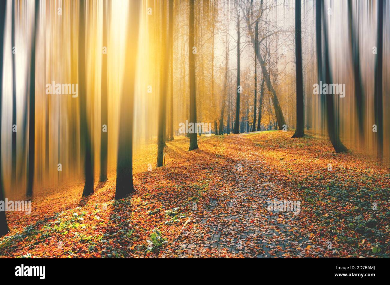 Sonnige Herbstszene mit Straße und Land bedeckt von orangefarbenen Blättern in leerem Park. Stockfoto