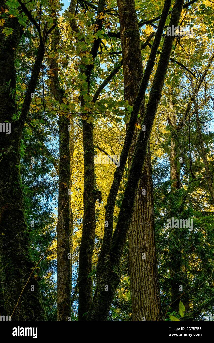 Trees, Burnaby Mountain, British Columbia, Kanada Stockfoto