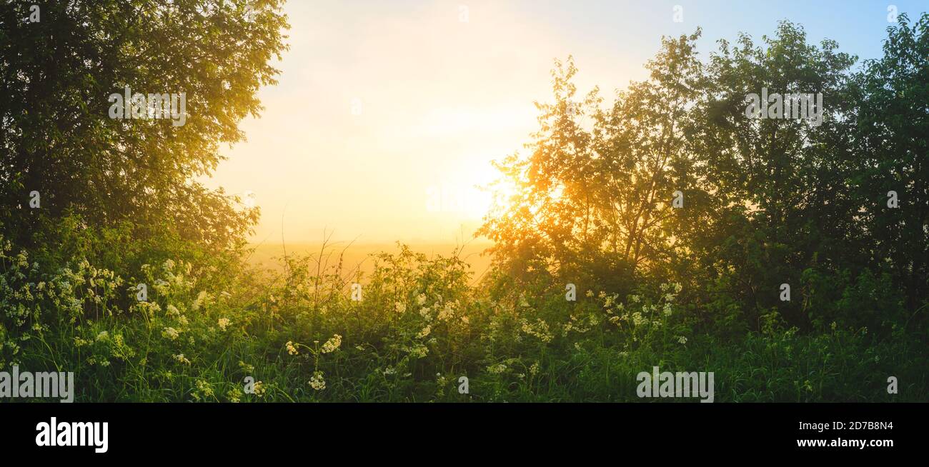 Neblige Sommer-Panoramalandschaft mit großer Waldwiese und Sonne Leuchtet durch die Äste des Baumes Stockfoto