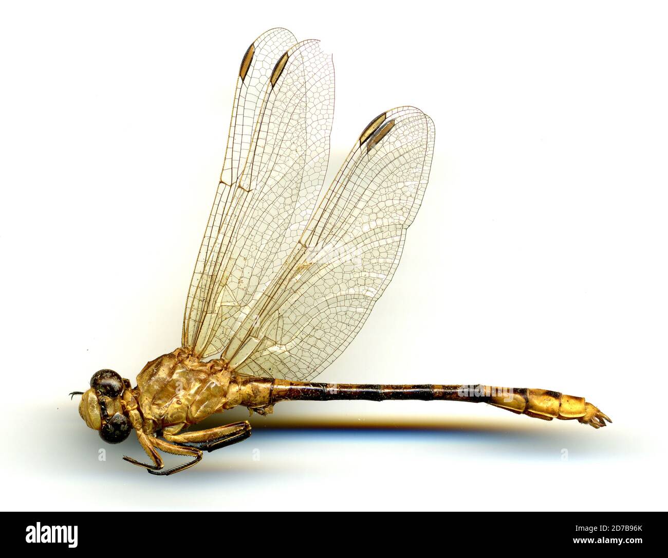McBaine, Missouri River, Boone, Missouri, USA, Gomphos intricatus Hagen, Animalia, Arthropoda, Insecta, Odonata, Anisoptera, Gomphidae Stockfoto