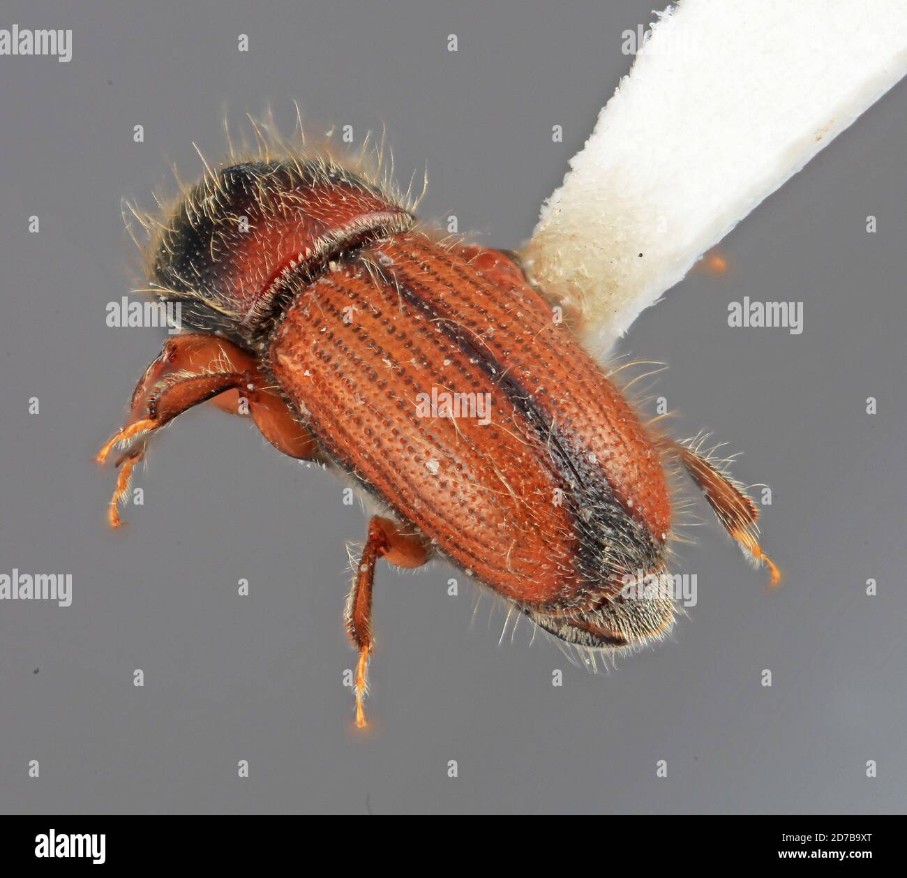 Scolytodes contractus holz Fotos und Bildmaterial in hoher Auflösung