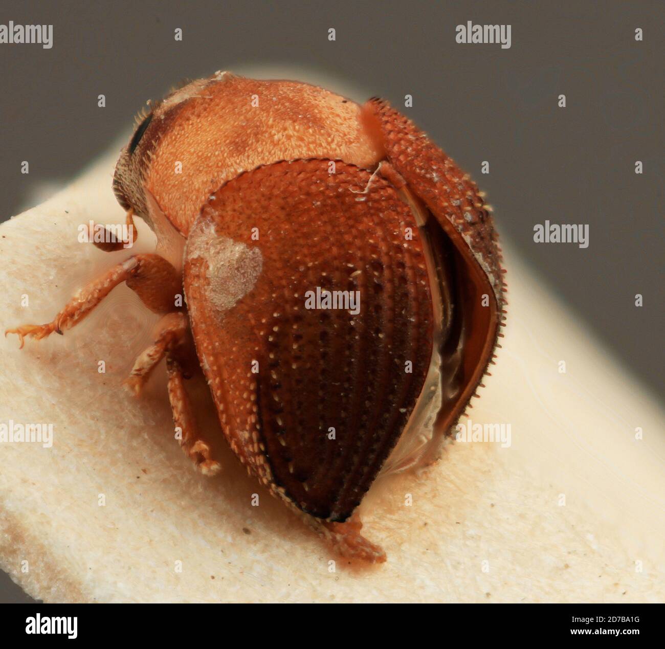 Sphaerotrypes costatus holz Fotos und Bildmaterial in hoher Auflösung