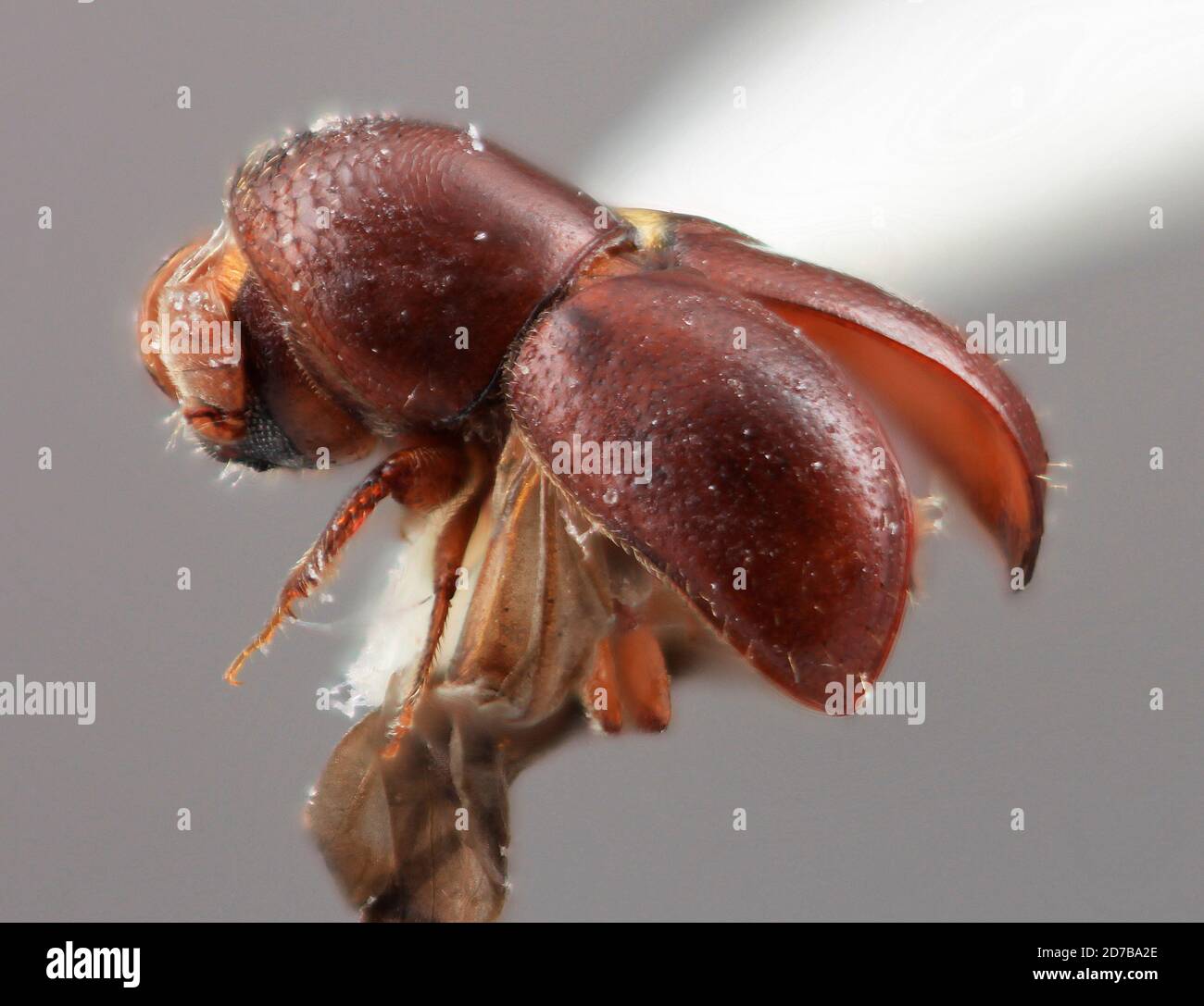 Pinned, 30km östlich von Palmar Bolivar VI121970 el 200m S.L. Wood