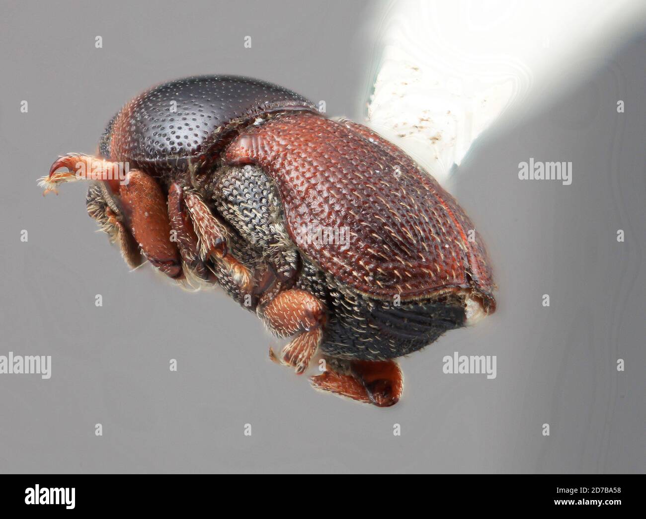 Pinned, 31 km. S.E. von Cameron, Oaxaca, Mexiko, Scolytopsis laticollis
