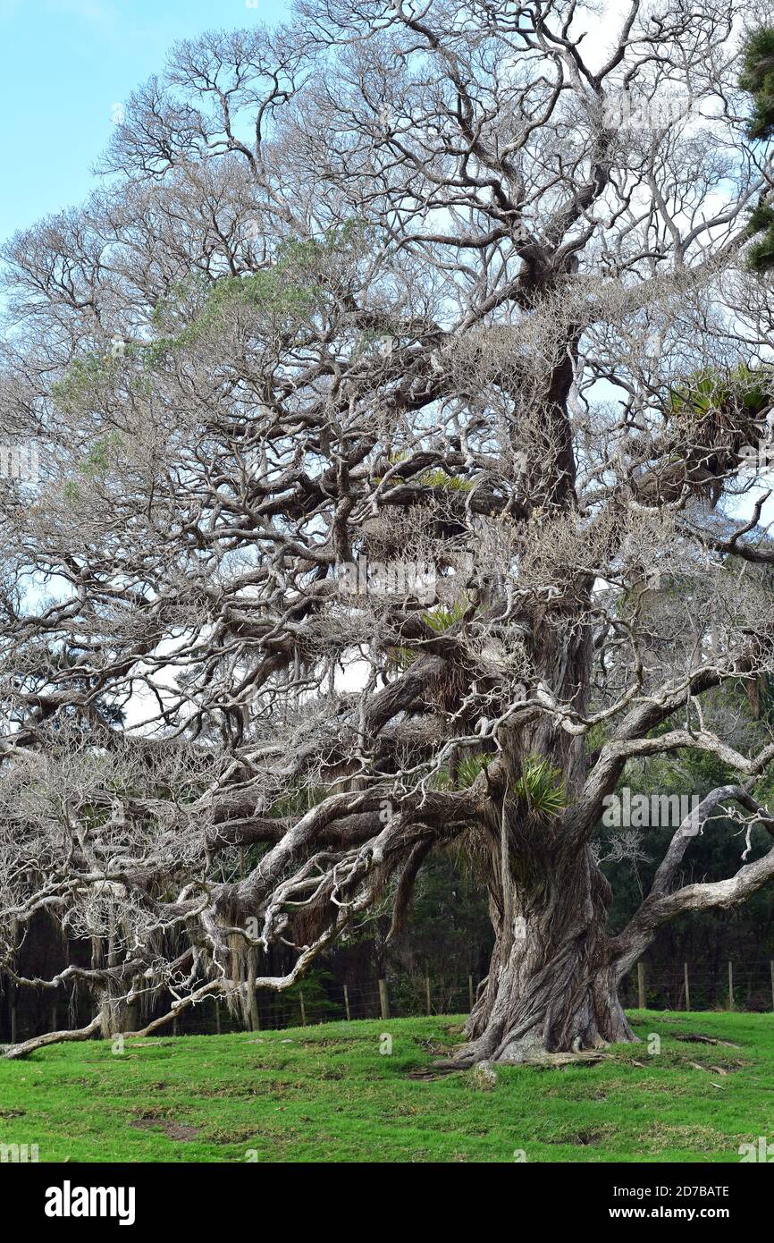 Vertikale Ansicht Von Pohutukawa Mit Luftwurzeln Und Epiphyten In Baumkrone Die Wie Baum Aus Marchen Aussieht Stockfotografie Alamy