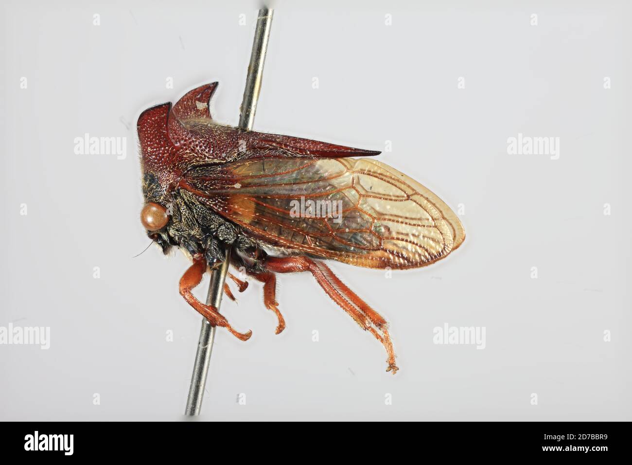 Imugin, N. Viscaya, Nueva Vizcaya, Philippines, Tricentrus laticornis Funkhouser, 1918, Animalia, Arthropoda, Insecta, Hemiptera, Homoptera, Membracidae Stockfoto