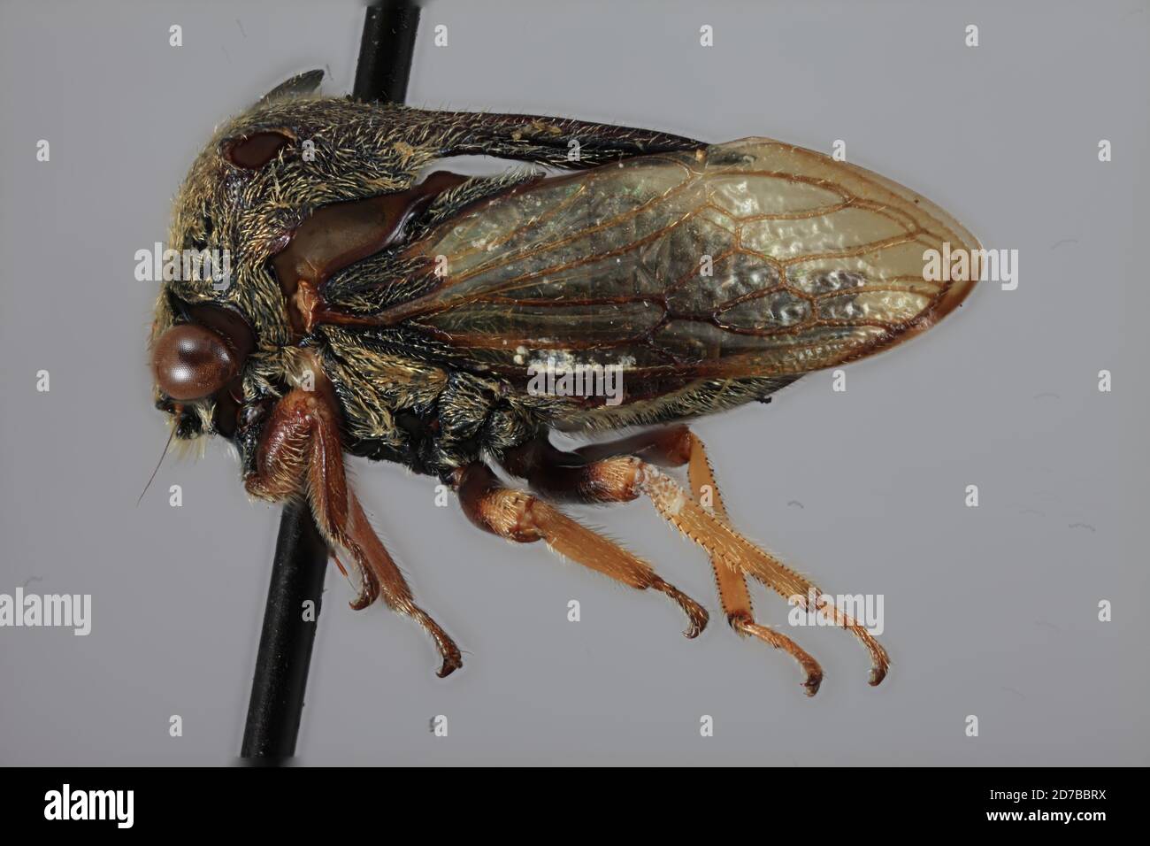 Taur taur, sulu, P.I, Philippinen, Tricentrus suluensis Funkhouser