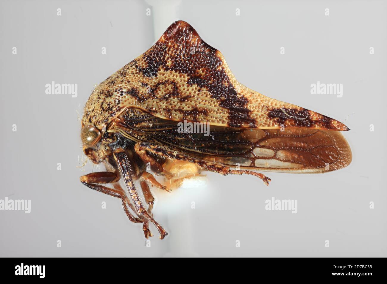 Ephraim, Sanpete, Utah, USA, Telonaca tremulata Ball, 1925, Animalia, Arthropoda, Insecta, Hemiptera, Homoptera, Membracidae Stockfoto
