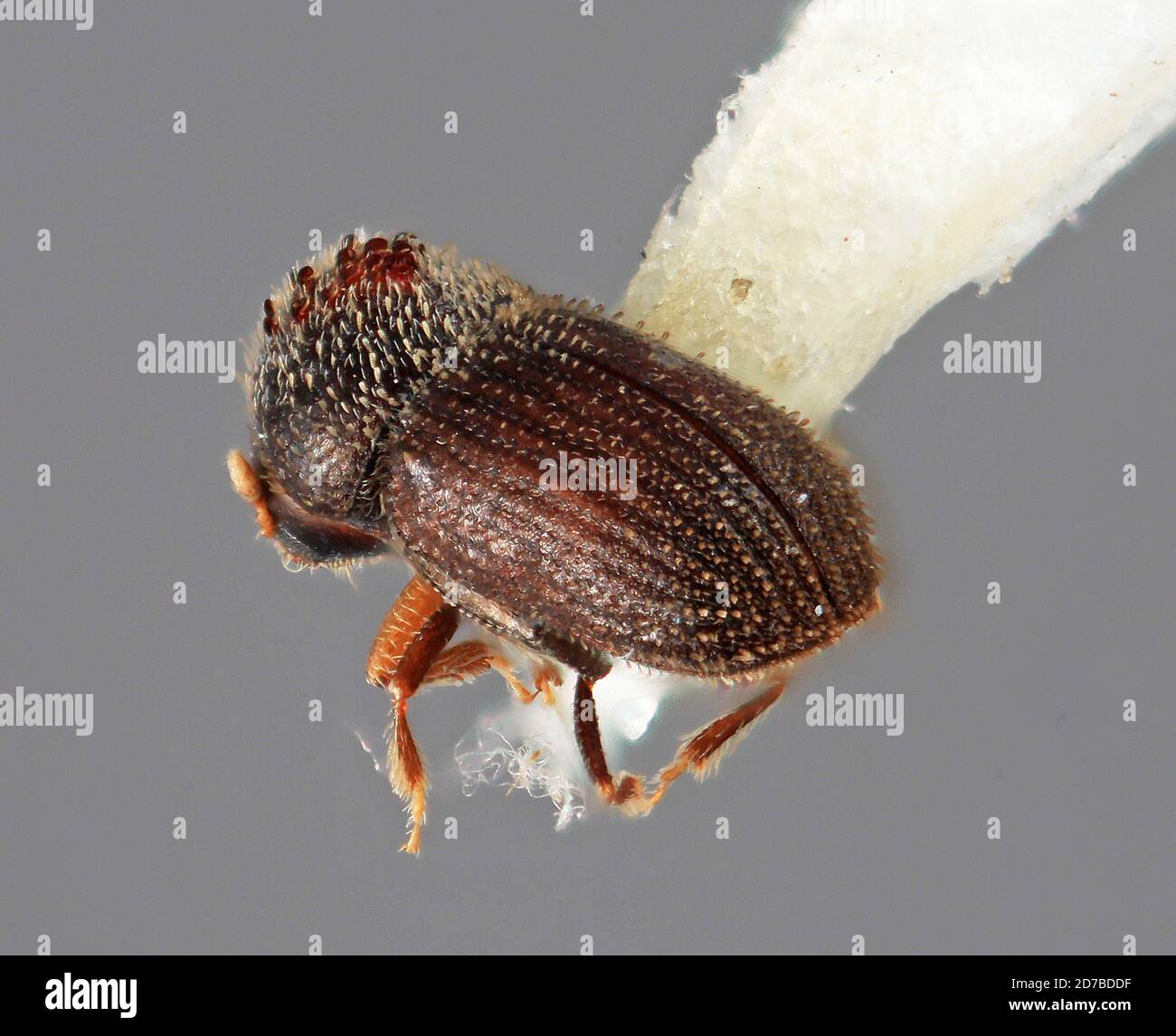 Pinned, 3 km. E Lagunillas Merida I121970 1000m S.L. Wood, Merida