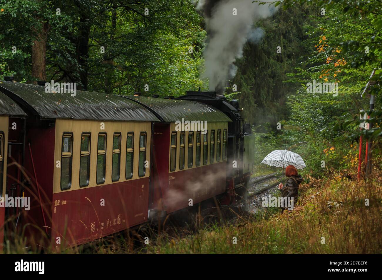 Historische Schmalspurbahn selke Tal im Harz an einem regnerischen Tag hält an einer Plattform. Bäume und Gräser im Herbst. Dampflokomotive Stockfoto