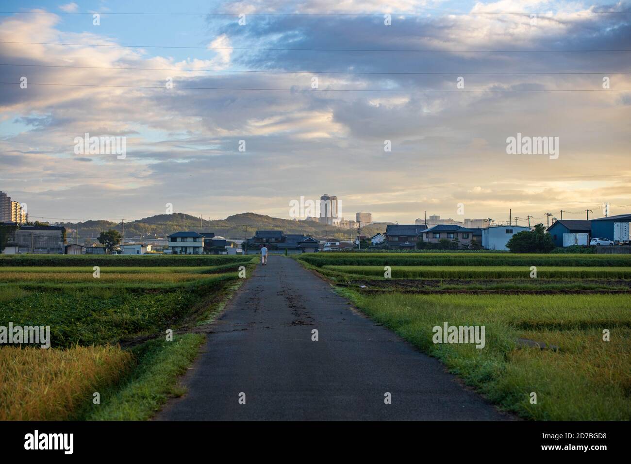 Entfernte Person, die allein durch ruhige Reisfelder bei Sonnenaufgang geht Stockfoto