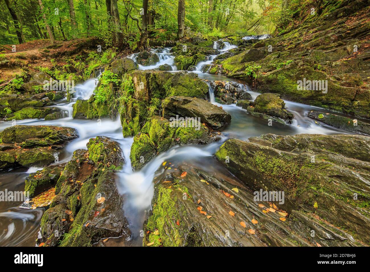 Selke Fluss mit moosbedeckten Felsen. Selke Wasserfall im Südharz mit Laubbäumen am Flussufer. Gelbe Blätter auf der Oberfläche des Stockfoto
