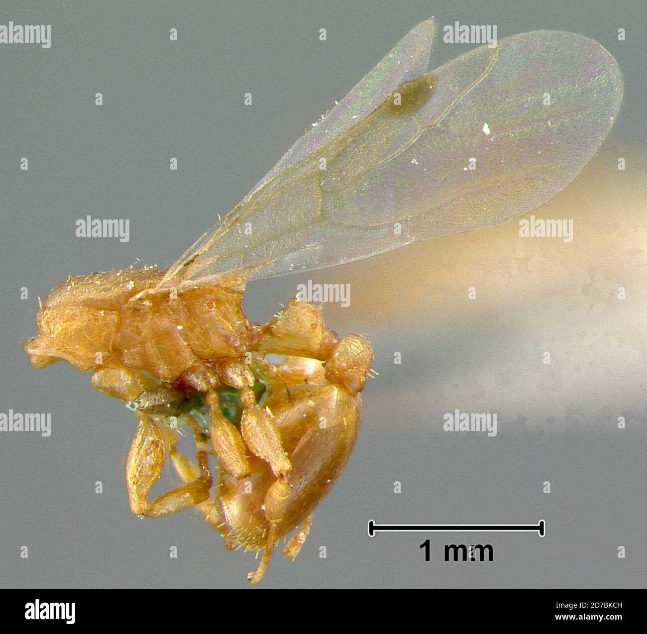 Nesomyrmex Clavipilis Wheeler Stockfotos und bilder Kaufen Alamy