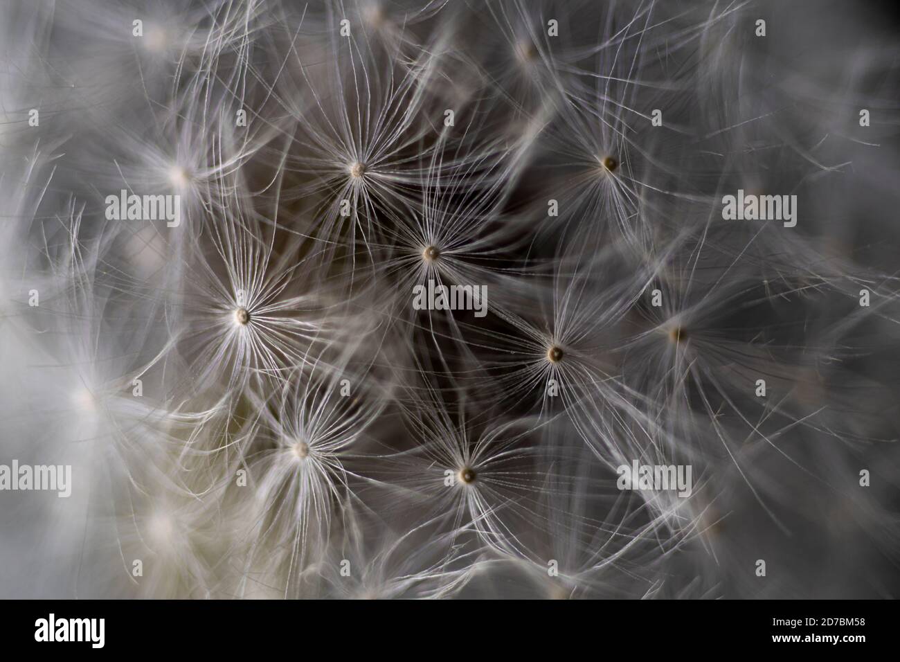 Makro auf Löwenzahn auf schwarzem Hintergrund Stockfoto