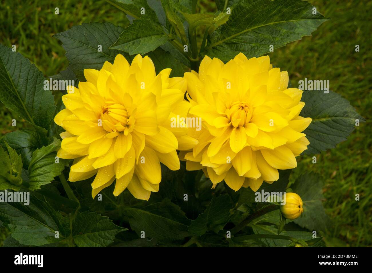 Eine Nahaufnahme von Dahlia Yellow Vectra eine dekorative oder Essteller Doppel Dahlia.That blüht im Sommer EINE tuberöse Staude Das mag volle Sonne Stockfoto