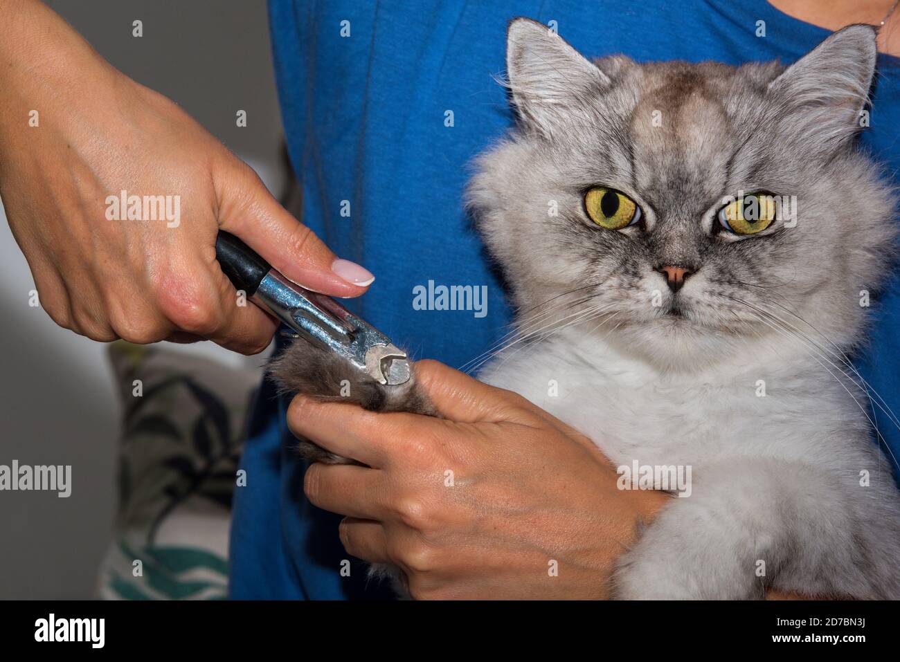Frau schneidet inländische reinrassige Katze mit großen grünen Augen Krallen mit Haarschneider oder Trimmer. Tierpflege. Klauenpflege für Haustiere. Stockfoto