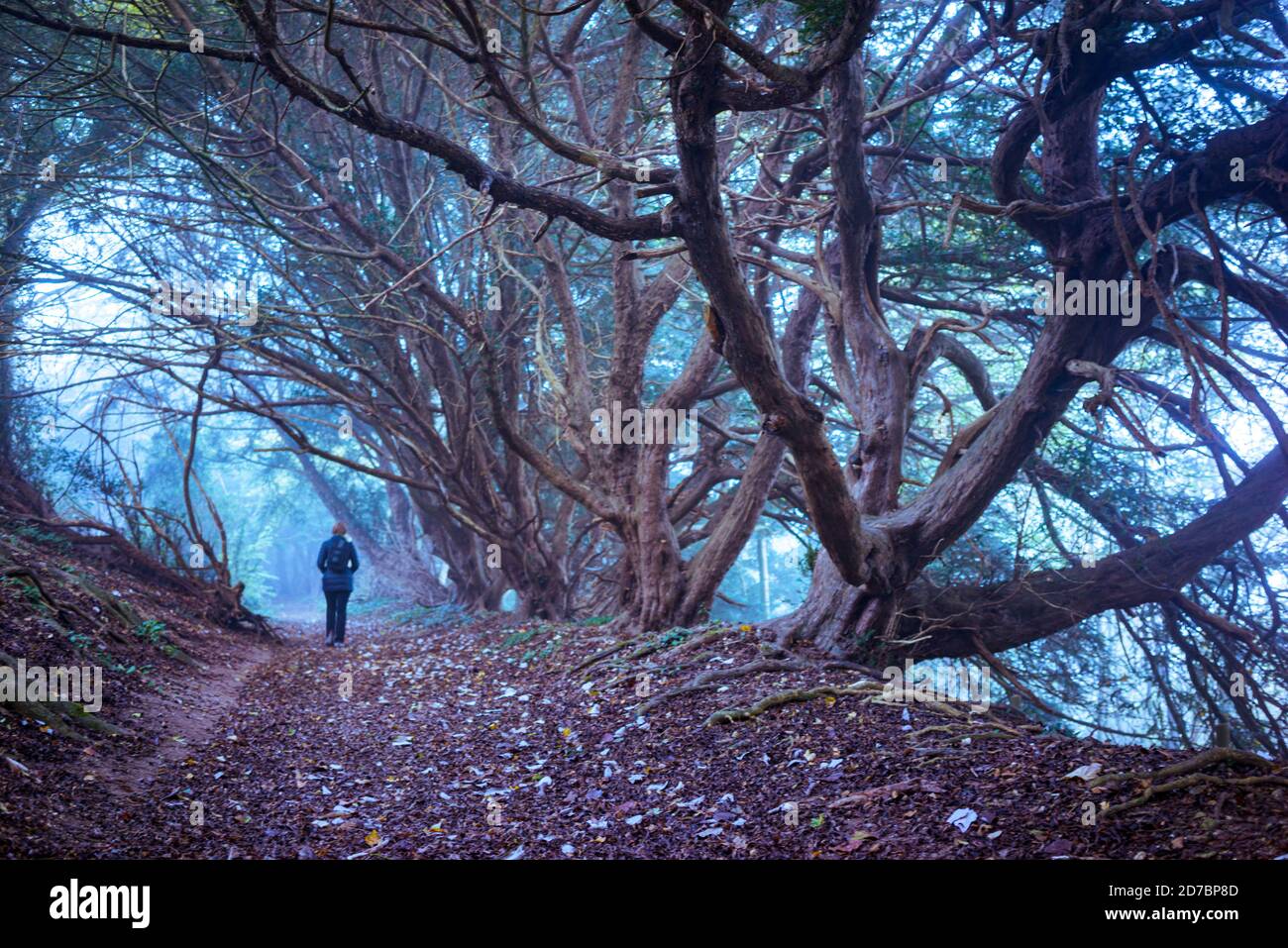 Alte Buchenwälder in Hampshire England, Großbritannien Stockfoto